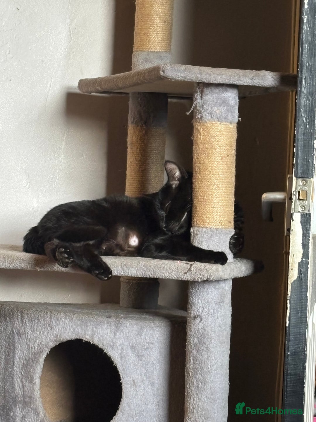 Mixed Breed cats for sale: 8 beautiful kittens mixed colours  - Advert 1