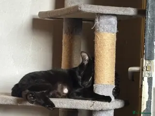 Mixed Breed cats 8 beautiful kittens mixed colours - Advert 17