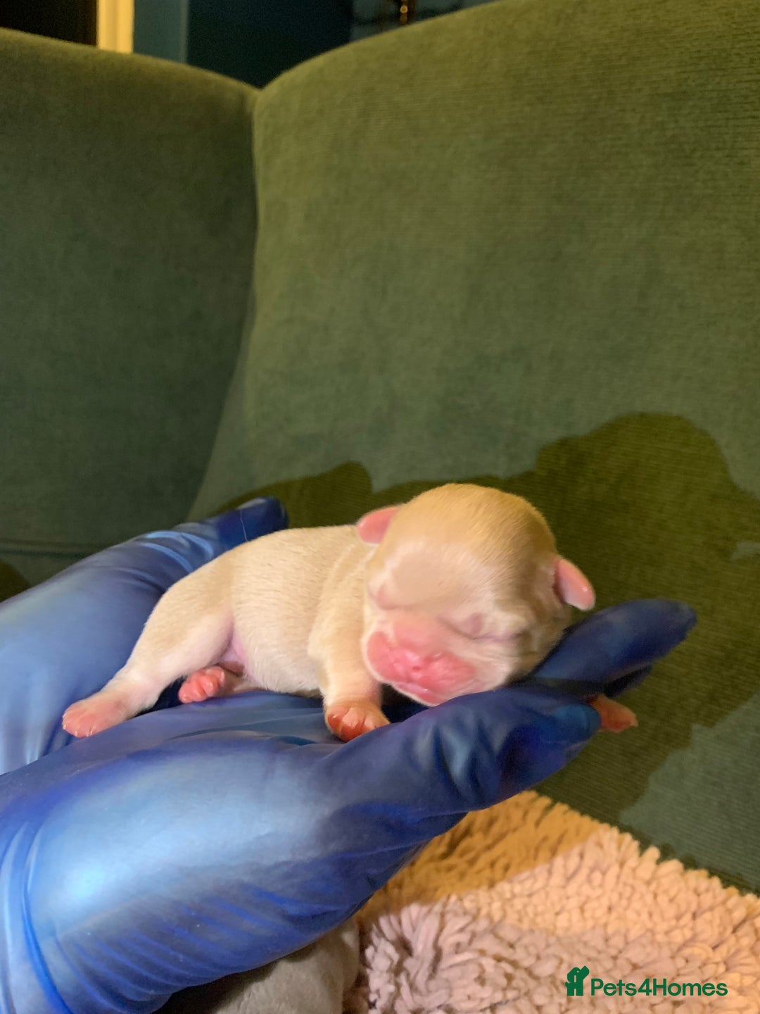 Mixed Breed dogs for sale: Bested boy that ever was Rare Pink Minibull boy  - Image 10