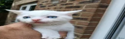 European cats for sale: Adorable Kittens  - Advert 4