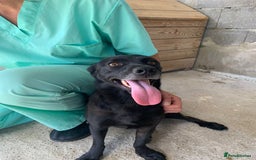 Mixed Breed dogs for adoption: Madison, 2 yrs approx. Available for adoption.. - Image 10