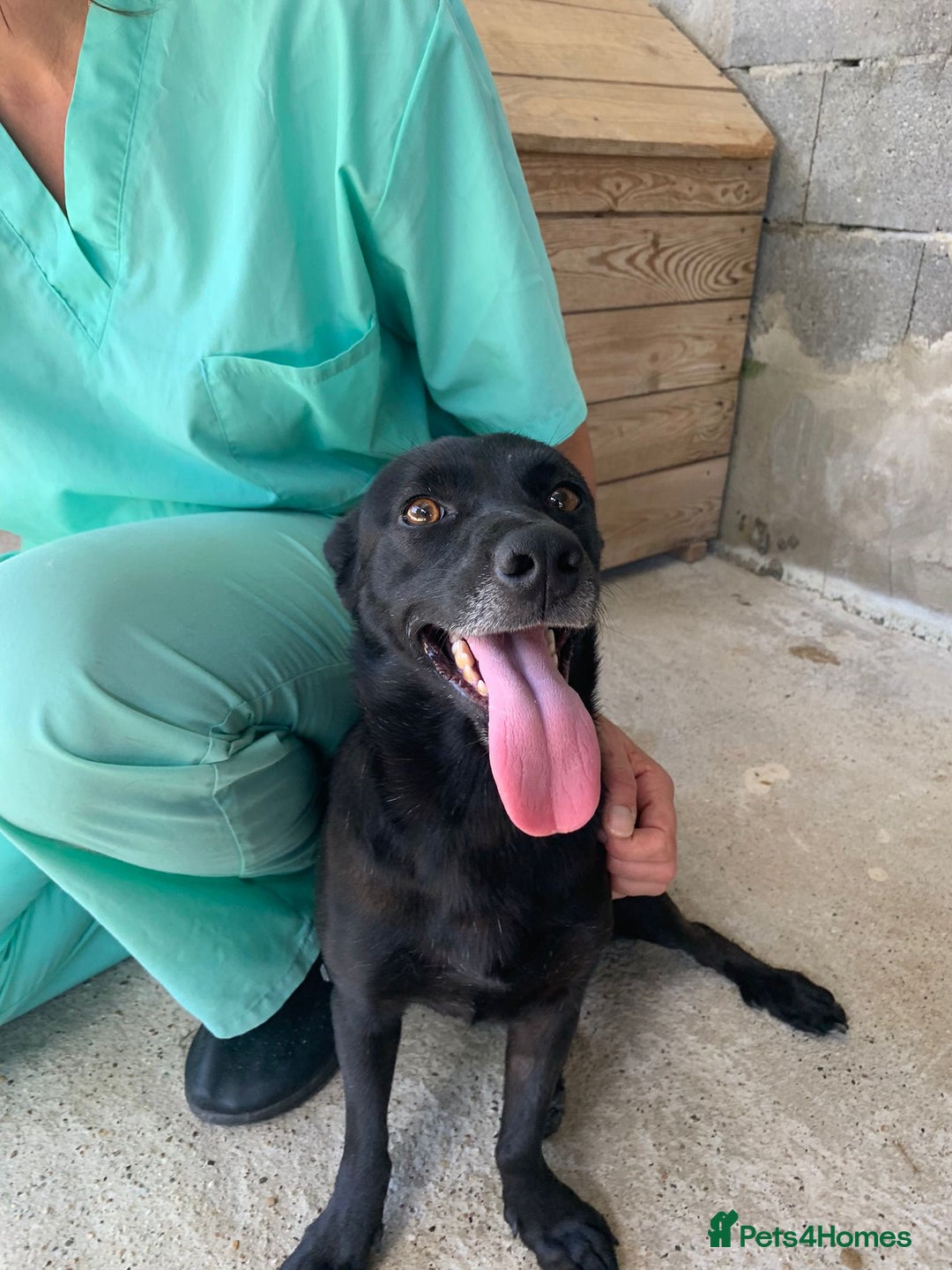 Mixed Breed dogs for adoption: Madison, 2 yrs approx. Available for adoption.. - Image 10