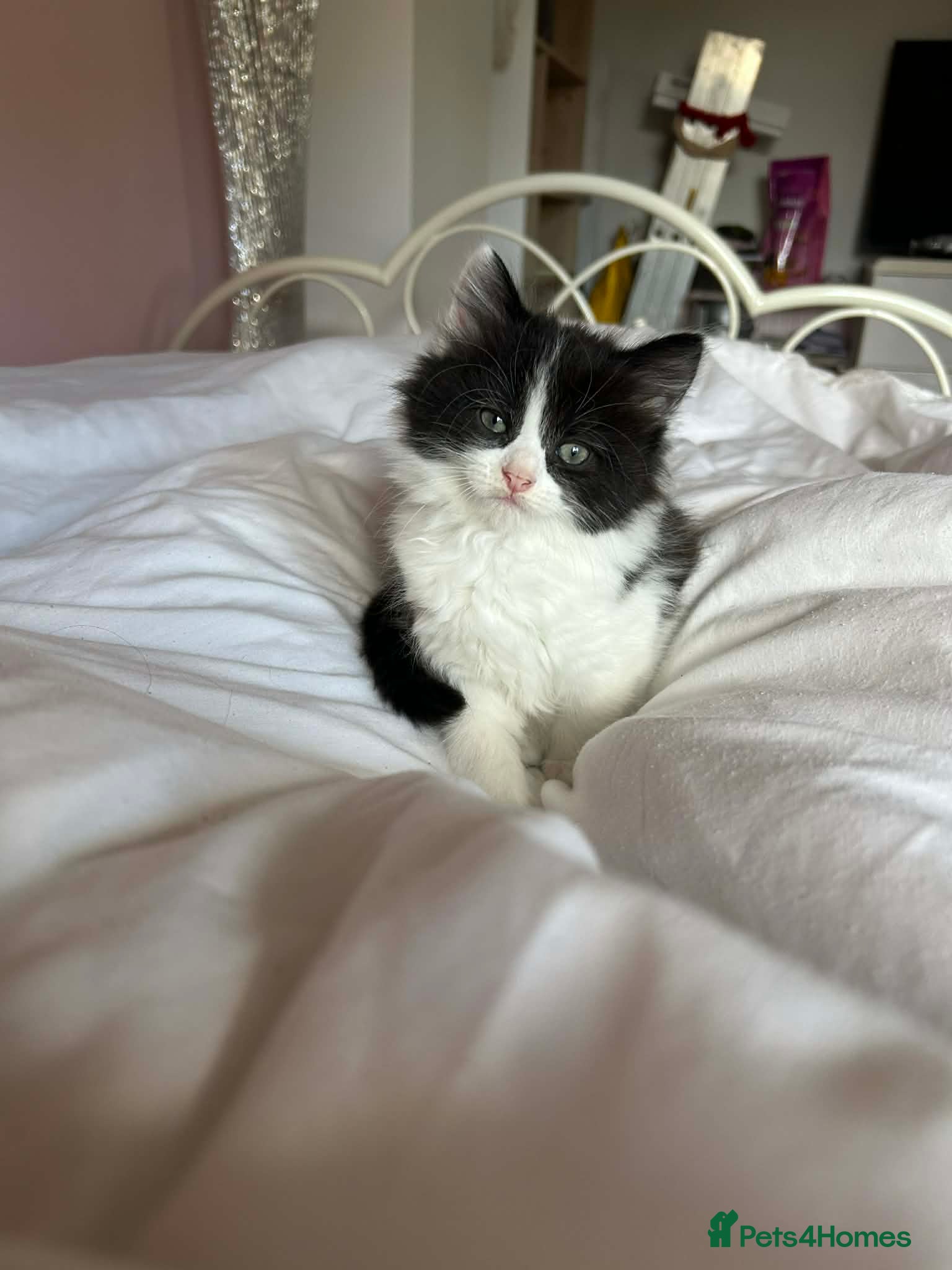 Mixed Breed cats Beautiful kittens long hair  - Advert 7