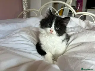 Mixed Breed cats Beautiful kittens long hair - Advert 7