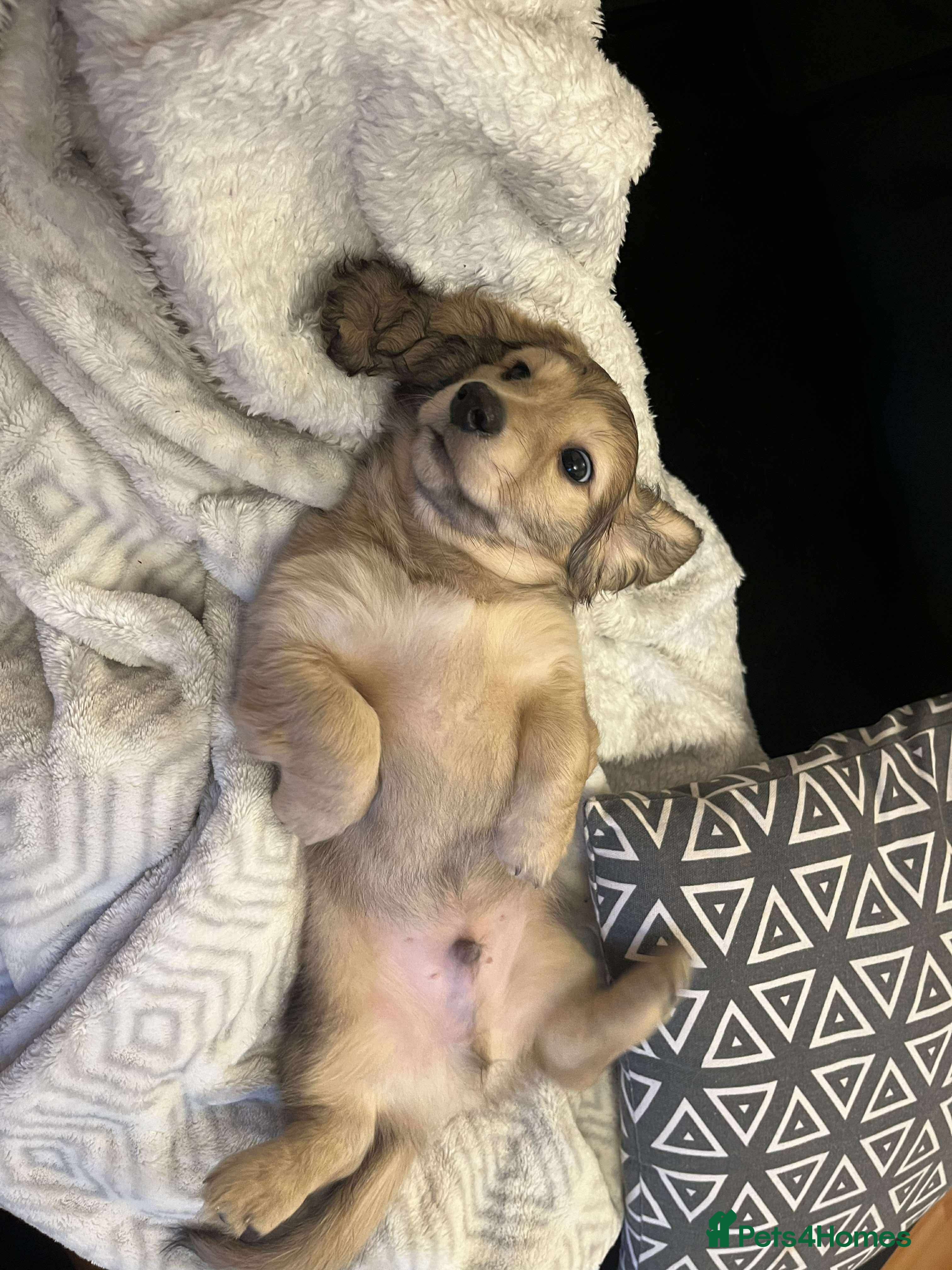 Miniature Dachshund dogs KC reg LONG HAIRED MINI DACSHUND  - Advert 3