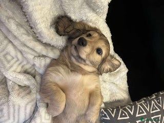 Miniature Dachshund dogs KC reg LONG HAIRED MINI DACSHUND - Advert 3