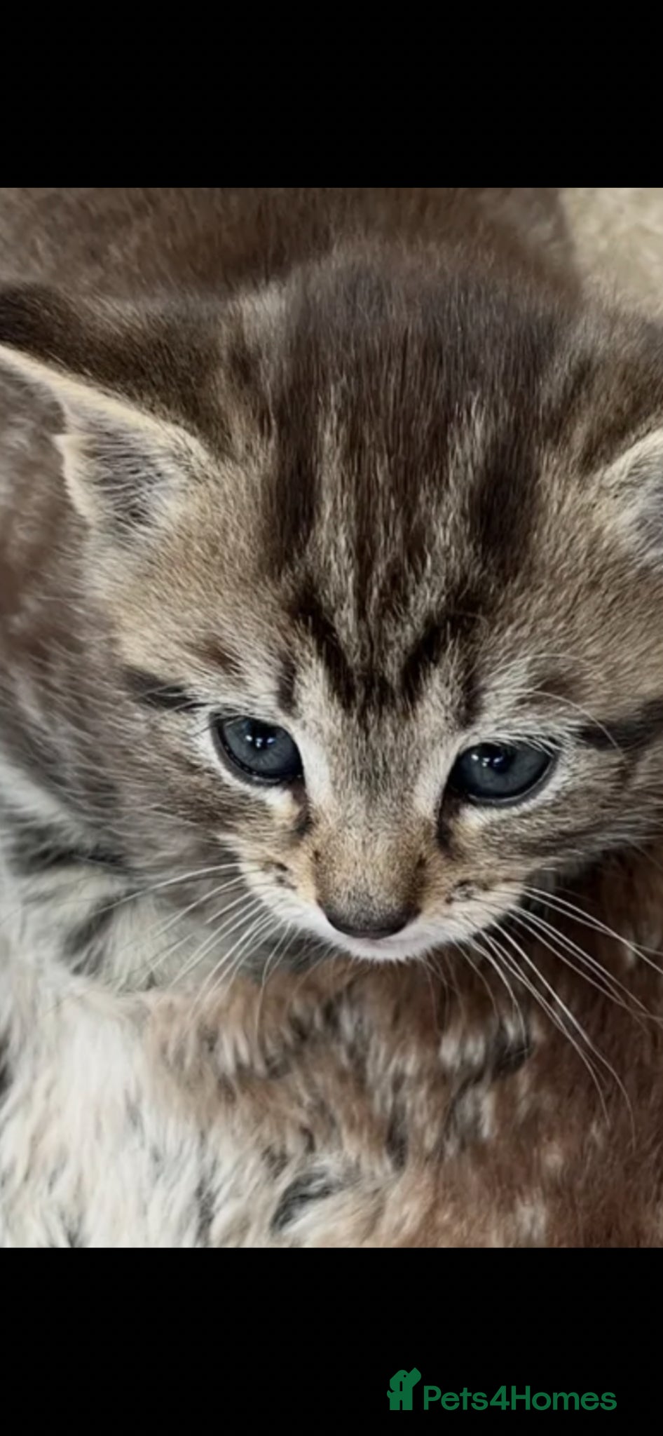 British Shorthair cats British Shorthair cross Kittens - Advert 14