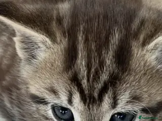 British Shorthair cats British Shorthair cross Kittens - Advert 14