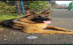 German Shepherd dogs for sale: Stunning blood line german shepherd puppy  - Image 15