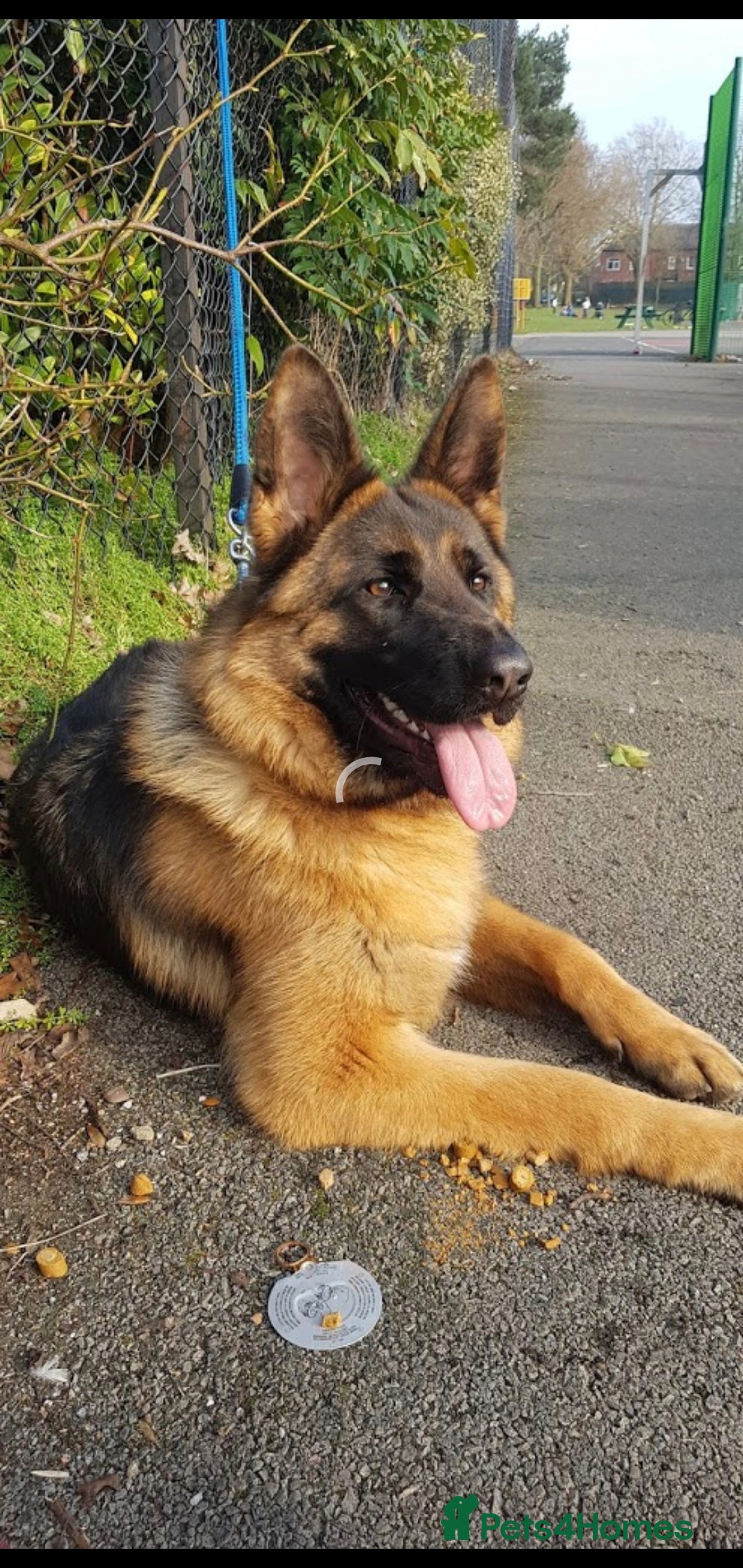German Shepherd dogs for sale: Stunning blood line german shepherd puppy  - Image 15