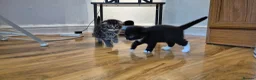 Mixed Breed cats for sale: Scottish gold kittens in Heathfield - Advert 6