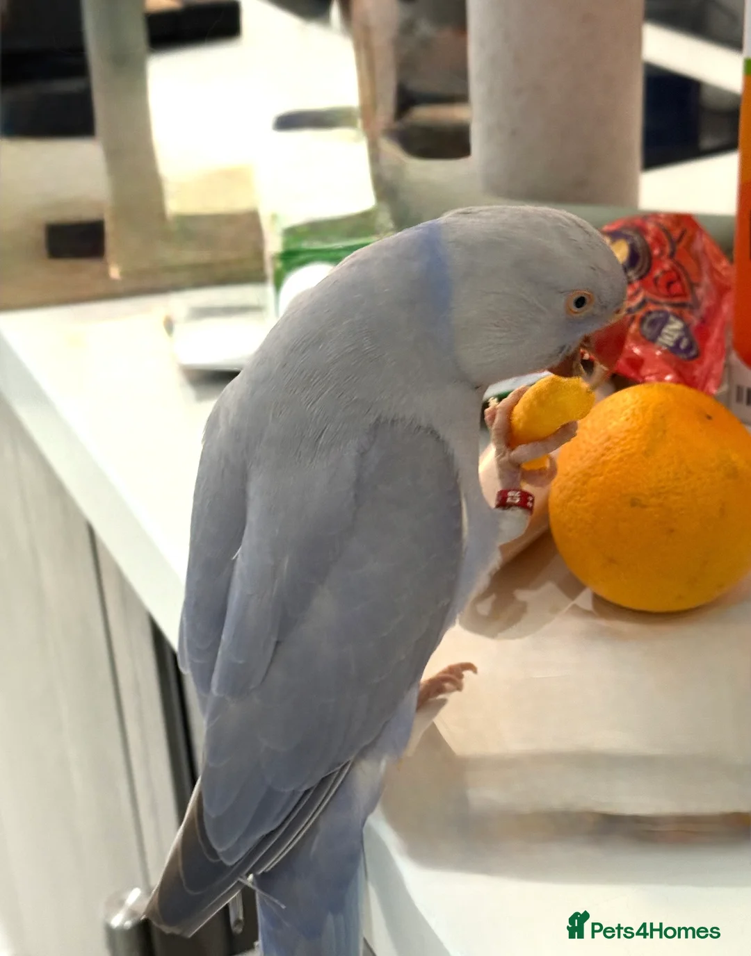 Ringnecks birds for sale: Silly Tame & trained talking Indian Ringneck - Advert 2