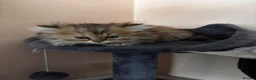 Persian cats for sale: Persian kitten  - Advert 9