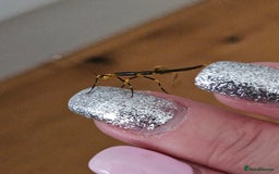 Stick Insects invertebrates for sale: Stick insect nymphs - Image 14