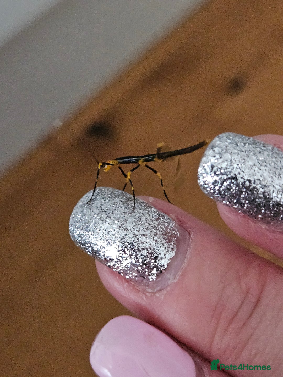 Stick Insects invertebrates for sale: Stick insect nymphs - Image 14