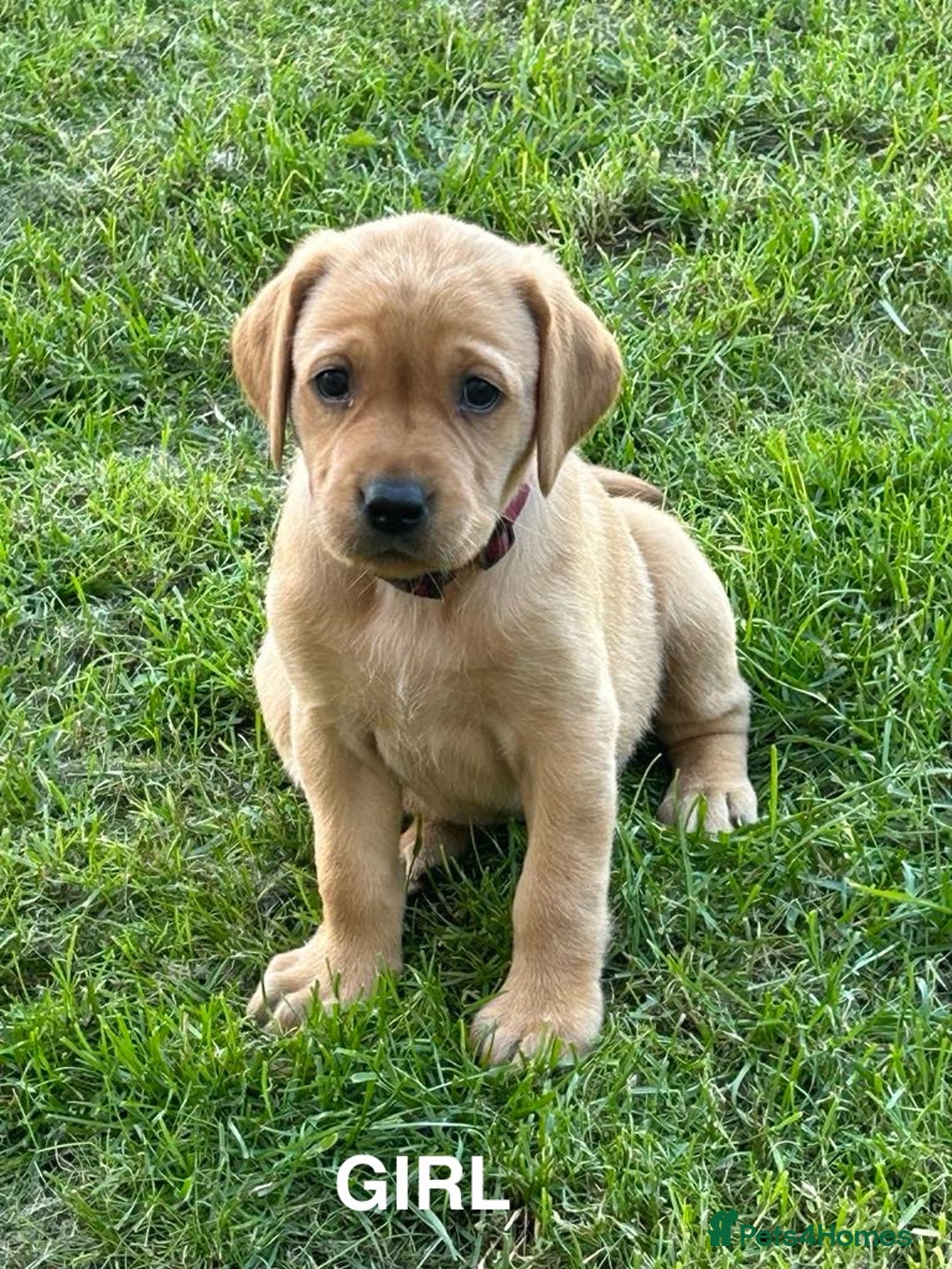 Labrador Retriever dogs for sale: KC reg labs- working bloodline  in Lanark - Image 1
