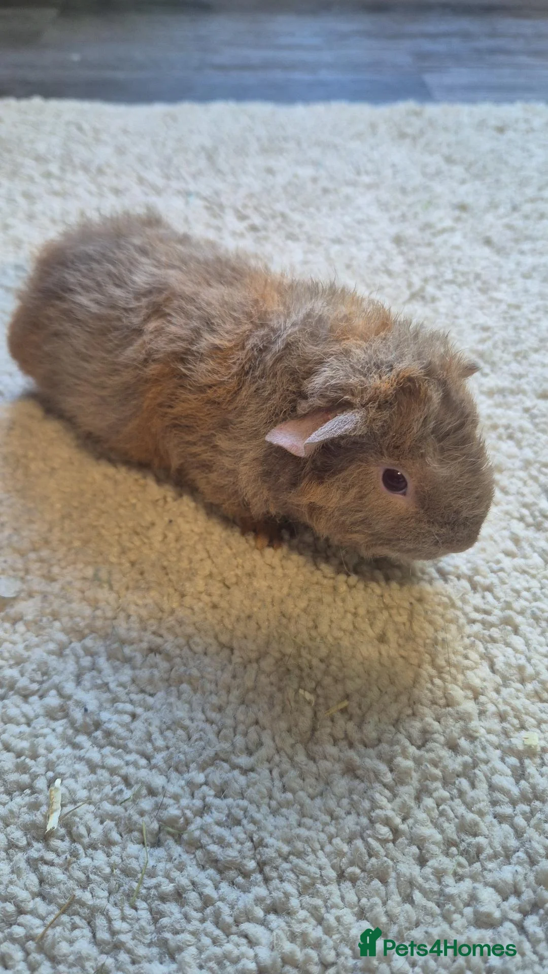 Guinea Pig rodents for sale: Male teddy guinea pigs  - Advert 1