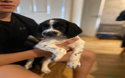 English Springer Spaniel dogs for sale: Springerspaniel puppies🐶 - Image 1