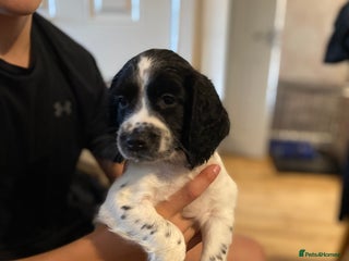 English Springer Spaniel dogs - Advert 16