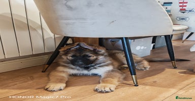 German Shepherd dogs - Advert 4