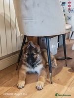 German Shepherd dogs - Advert 4