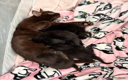 Bombay cats for sale: Kittens for sale  - Image 8