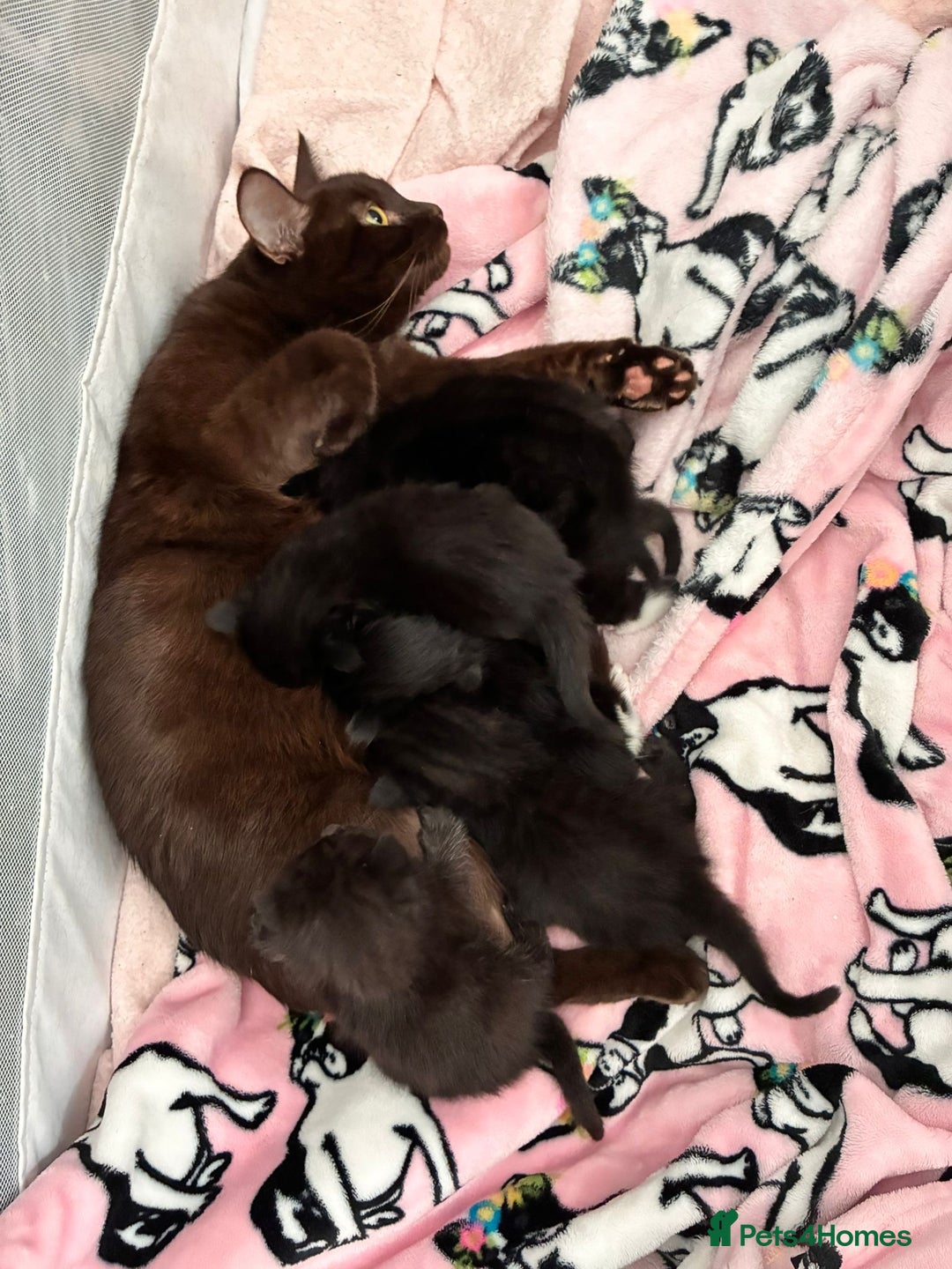 Bombay cats for sale: Kittens for sale  - Image 8