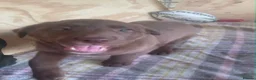 Mixed Breed dogs for sale: Chunky Chocolate Labrador Cross Sheepdog pups in Lampeter - Advert 6