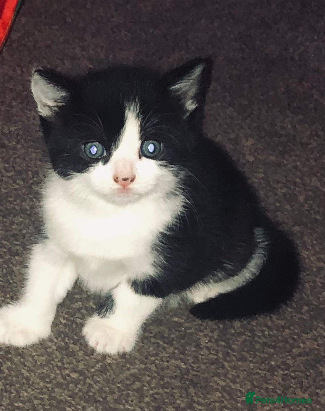 Mixed Breed cats for sale: Loving Kittens Looking For Forever Home - Image 7
