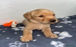 Labrador Retriever dogs for sale: Exceptional KC FTCH Working Labrador Pups - Image 16