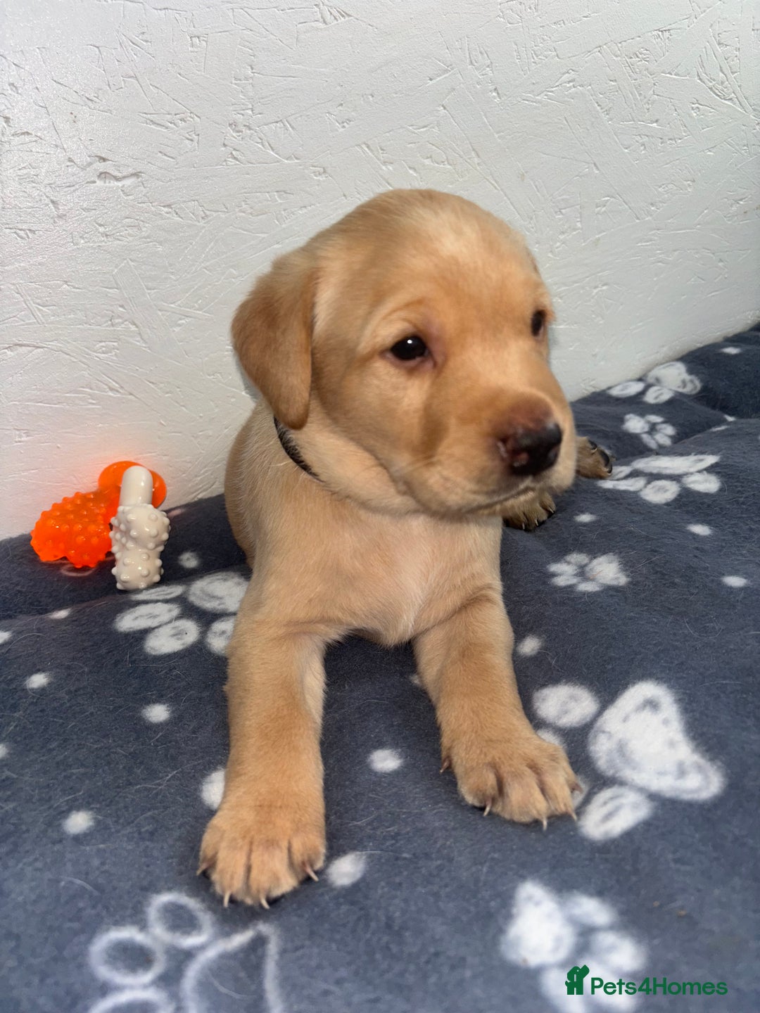 Labrador Retriever dogs for sale: Exceptional KC FTCH Working Labrador Pups - Image 16