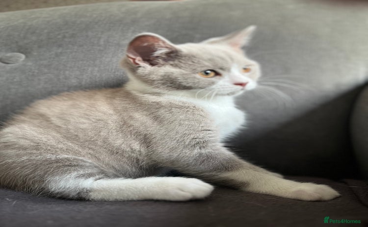 British Shorthair cats - Advert 1