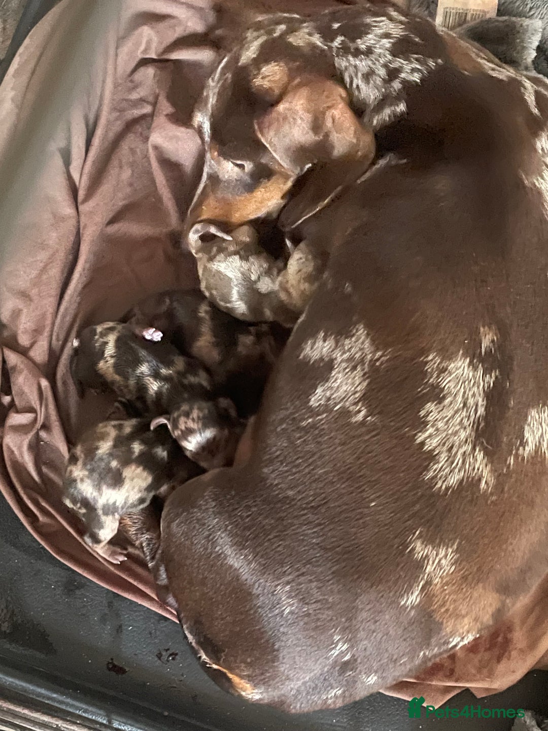 Dachshund dogs for sale: Beautiful Dachshund puppies - Image 10