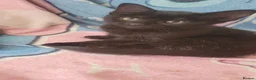 Mixed Breed cats for sale: 3 lovely kittens looking for forever home  in Wishaw - Advert 4