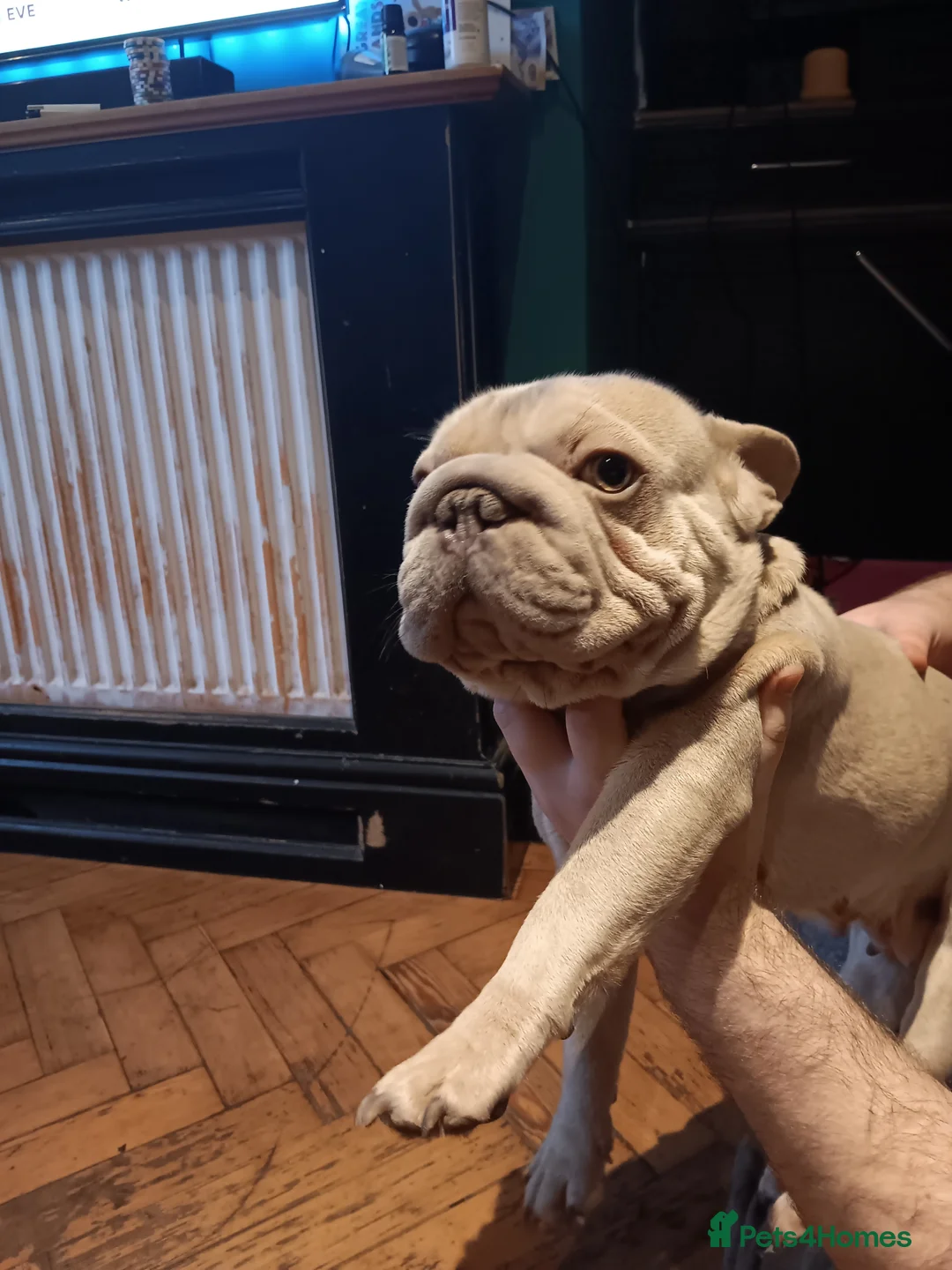 French Bulldog dogs for sale: Female French bulldog  - Advert 6