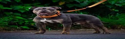 Olde English Bulldogge dogs for sale: Meet Tank - Bulldog looking for a loving home.  - Advert 2