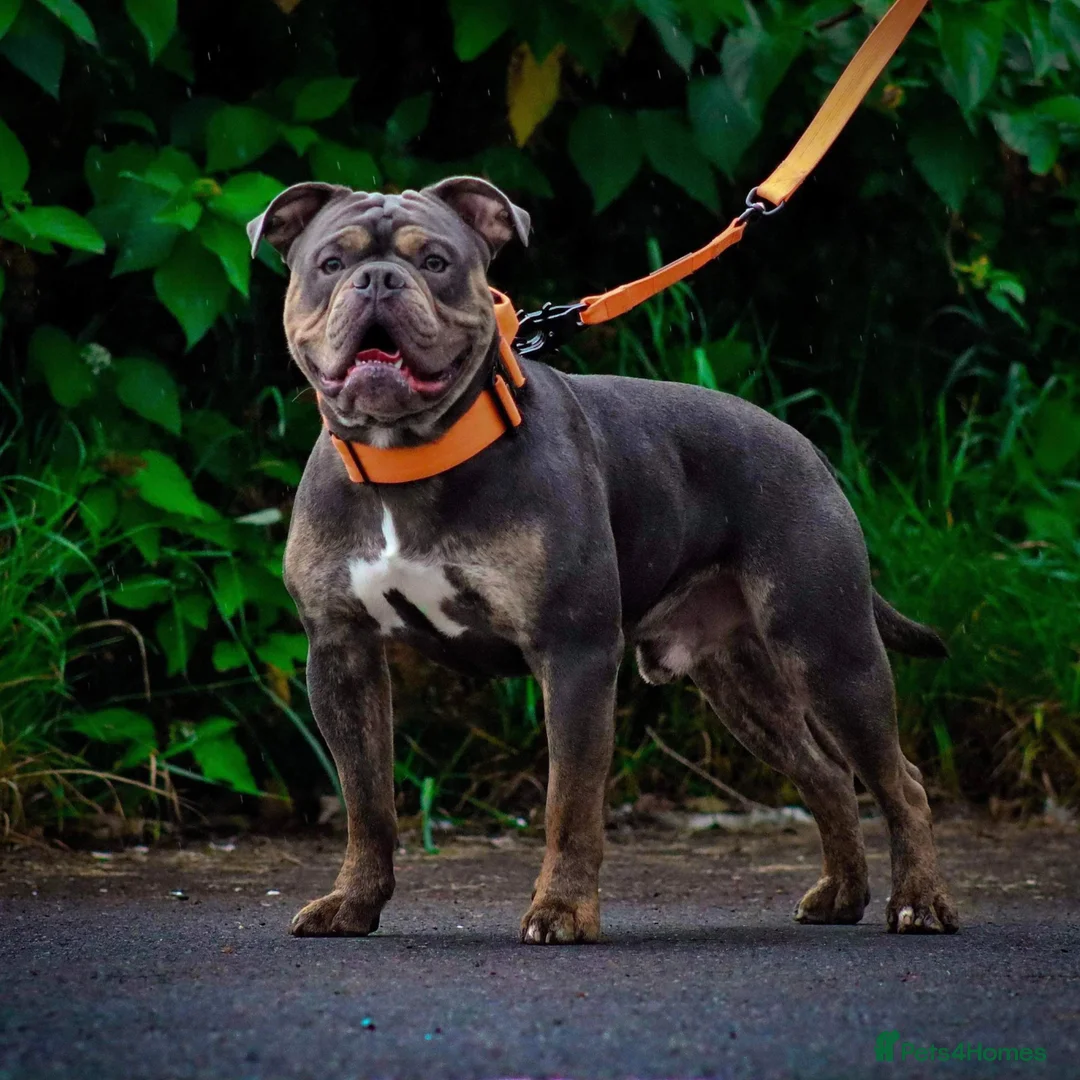 Olde English Bulldogge dogs for sale: Meet Tank - Bulldog looking for a loving home.  - Advert 2