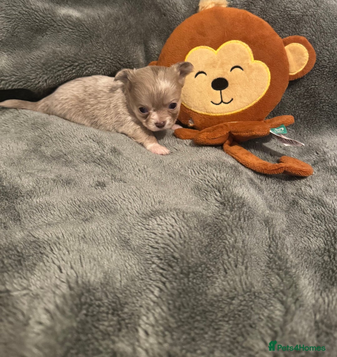 Chihuahua dogs for sale: *** STUNNING CHIHUAHUA LITTER**** - Advert 6