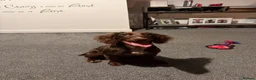 Cocker Spaniel dogs for sale: Female cocker spaniel - Advert 3