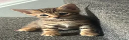 Bengal cats for sale: 🐾Stunning Bengal Kittens ready for Loving Homes🐾 - Advert 12