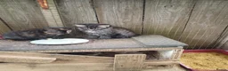 Domestic Shorthair cats for sale: 5 beautiful kittens  - Advert 1