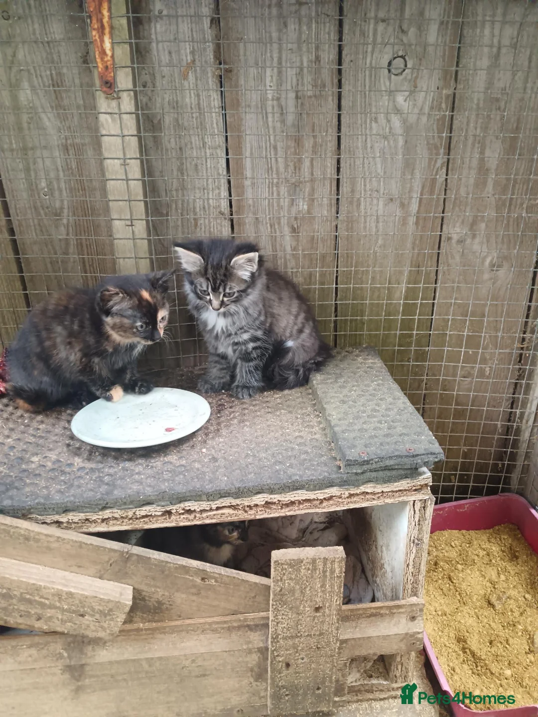 Domestic Shorthair cats for sale: 5 beautiful kittens  - Advert 1