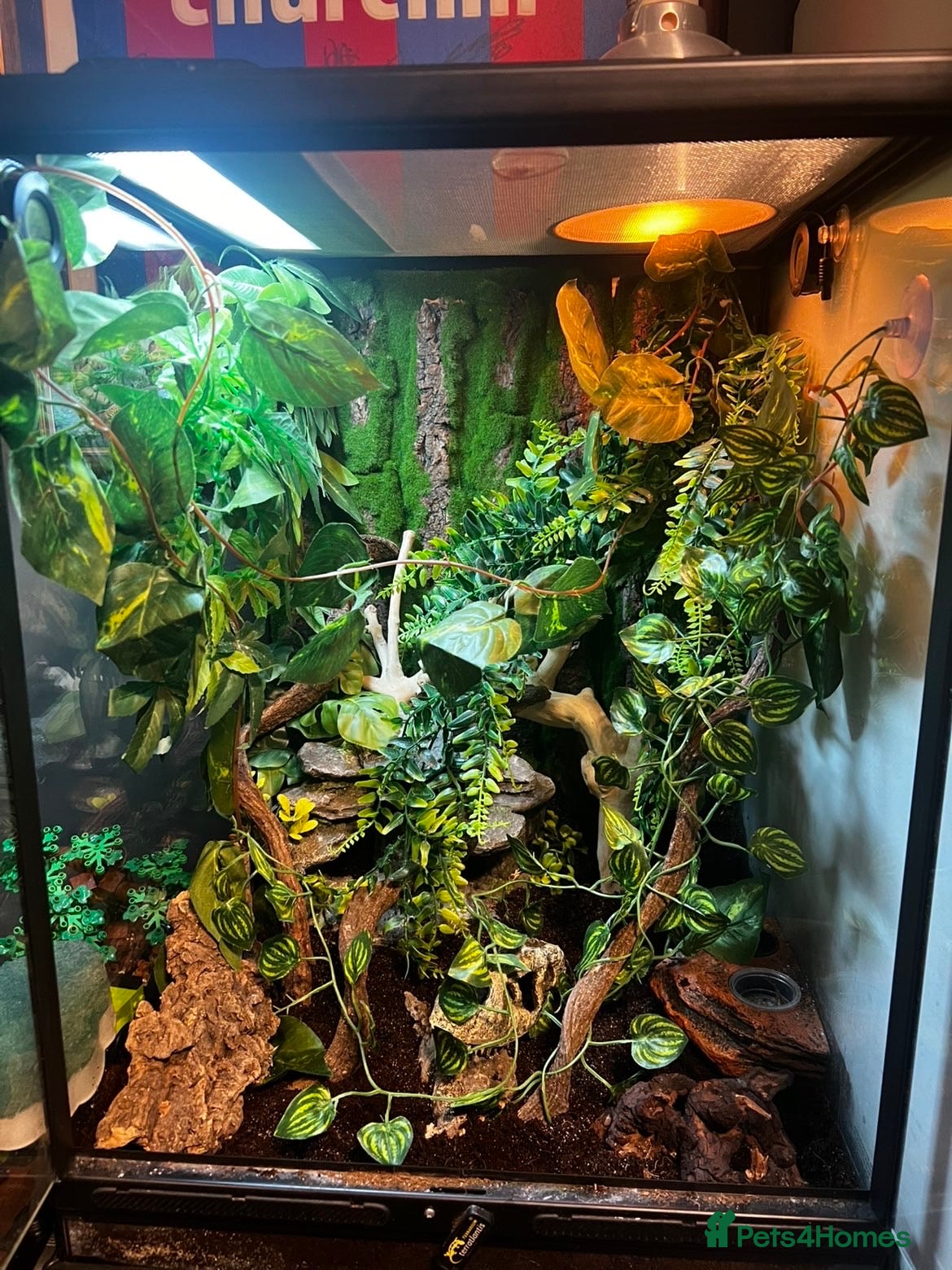 Gecko reptiles for sale: velvet gecko in Chatteris - Advert 3