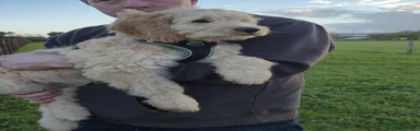 Mixed Breed 3