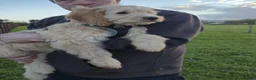 Mixed Breed dogs for sale: Golden Doodle puppies for sale  - Advert 25