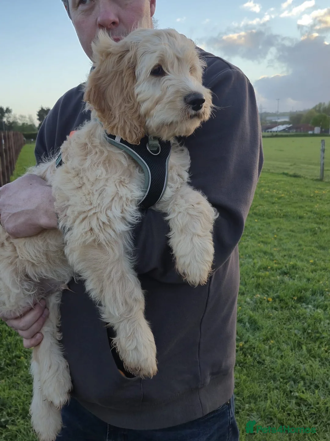Mixed Breed dogs for sale: Golden Doodle puppies for sale  - Advert 25