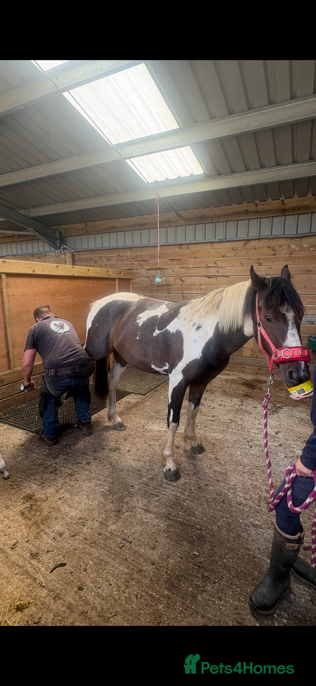 Appaloosa horses for sale: Rodney 14.1/2 2 Year old gelding Appaloosa X Cob - Advert 10