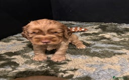 Cocker Spaniel dogs for sale: ✨ Show Cocker Spaniel pups ✨ - Image 6