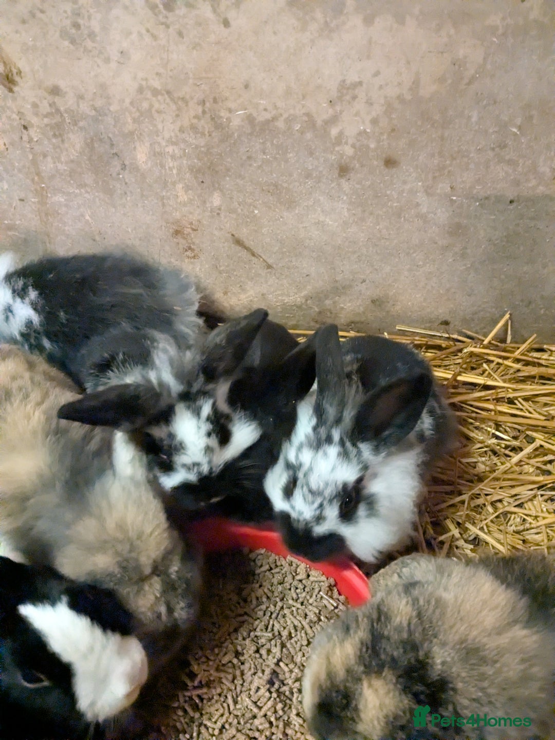 Mini Lop rabbits for sale: Mini loop cross Lionhead - Advert 6