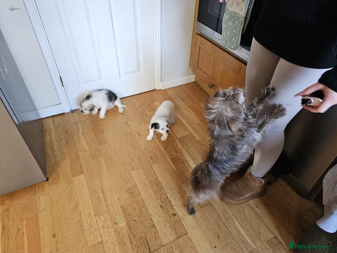 Mixed Breed dogs for sale: Shin tzu cross puppies - Advert 17